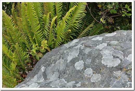 110712_fern_and_rock
