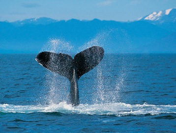 Uma baleia jubarte bate a cauda na superfície do mar.