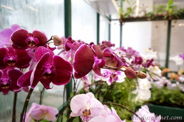 [The%2520Majestic%2520Hotel%2520Orchid22%255B2%255D.jpg.webp]