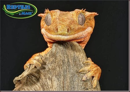 Amazing Animal Pictures crested geckos (12)