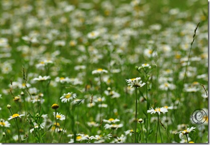 field-of-daisies