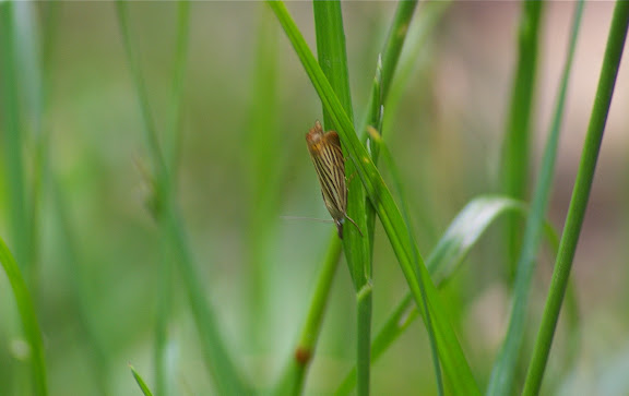 Crambidae : Crambinae : Chrysoteuchia culmella (LINNAEUS, 1758). Les Hautes-Lisières (Rouvres, 28), 11 juin 2011. Photo : J.-M. Gayman
