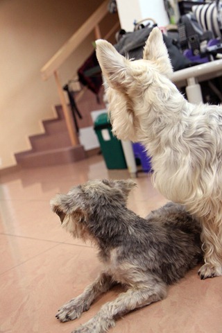 [IMG_0544%255B3%255D.jpg]