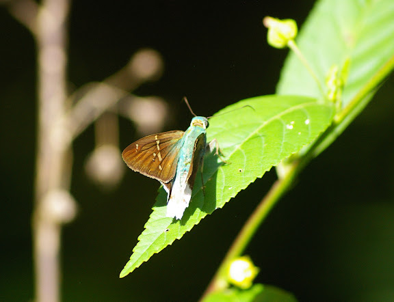 Hesperiidae : Astraptes talus CRAMER, 1777. Entre Popote et Saül (Guyane), 1er décembre 2011. Photo : J.-M. Gayman