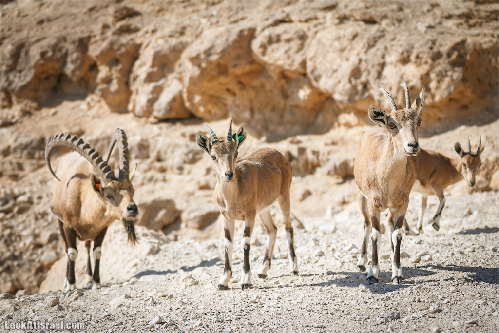 Ибексы на смотровой площадке в Мицпе Рамон | Сapra ibex nubian, Mitspe Ramon | LookAtIsrael.com - Фото путешествия по Израилю