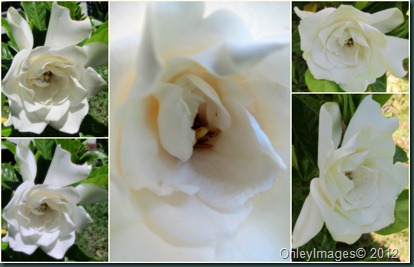 gardenia bloom0610