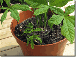 3-seedlings