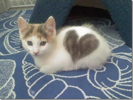 gatos con manchas cosasdivertidas info (10)