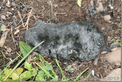 dead-mole