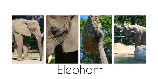 [elephant3.jpg]
