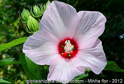 Glória Ishizaka - minhas flores - 2012 - 5