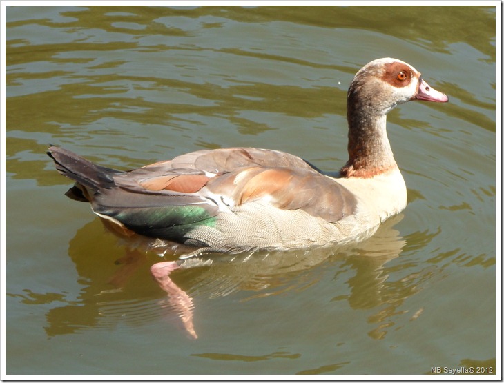 SAM_1815 Egyptian Goose