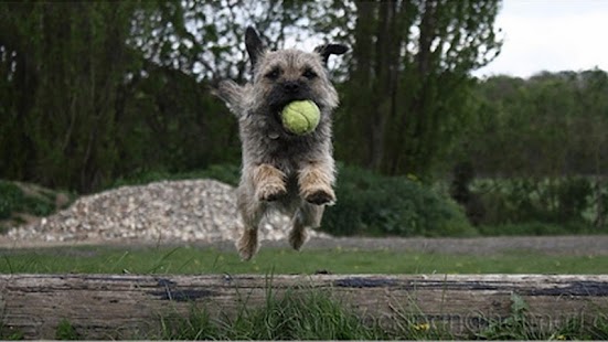 How to get Border Terrier patch 1.03 apk for bluestacks