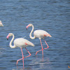 Flamingo (Greater)