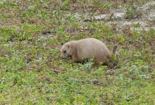 [PrairieDog3.jpg]