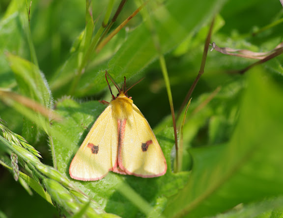 Arctiidae : Arctiinae : Diacrisia sannio LINNAEUS, 1758. Les Hautes-Lisières (Rouvres, 28), 24 mai 2012. Photo : J.-M. Gayman