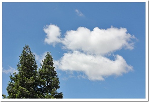 110607_clouds_redwoods