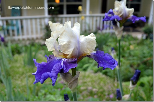 lovely iris