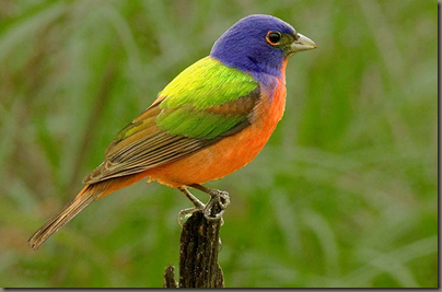 Image Detail for   http   hagsrags.files.wordpress.com 2011 05 painted bunting no 1.jpg