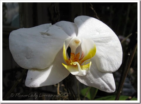 04-29-unkn-white-orchid