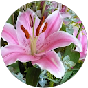 rose fel profile picture