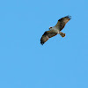 Osprey (male)