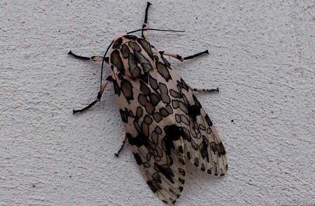 Arctiinae : Phaegoptera sp (?). Environs de Curitiba, Paraná. 23 décembre 2010. Photo : Mauricio Skrock