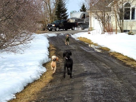 20150320_161436-dogs-laneway