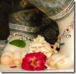 Flower offered at Krishna's lotus feet