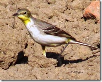 036 Yellow Sparrow ( Pili Chakli )