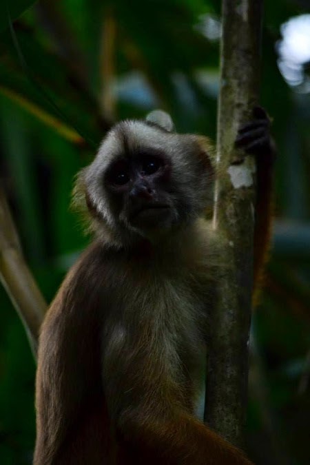 Jungla amazoniana: insula maimutelor