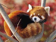Red Panda - Ailurus fulgens