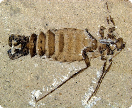 fossile-di-pulce-preistorica-risalente-al-giurassico