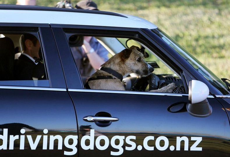 driving-dogs-6