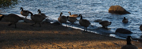 Tahoe City Geese (1)
