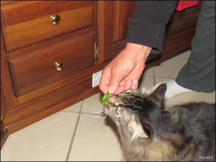 Baxter eating spinach