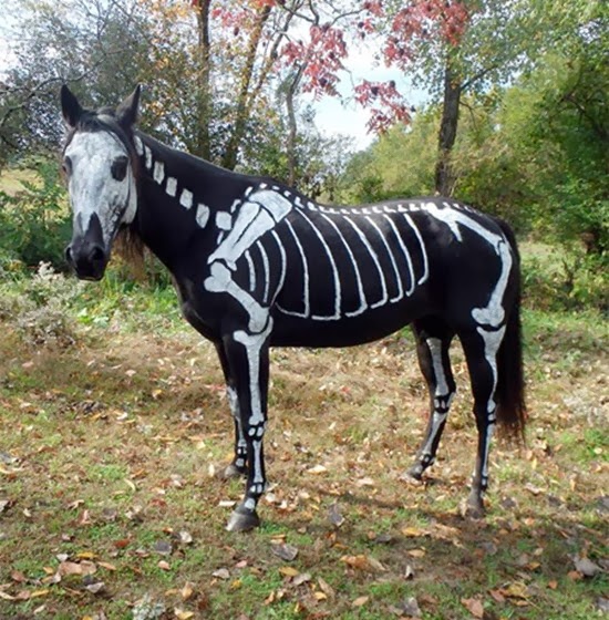 Cavalo esqueleto 05