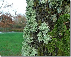 lichenes-algae-fungi 2