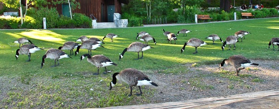 Tahoe City Geese (2)