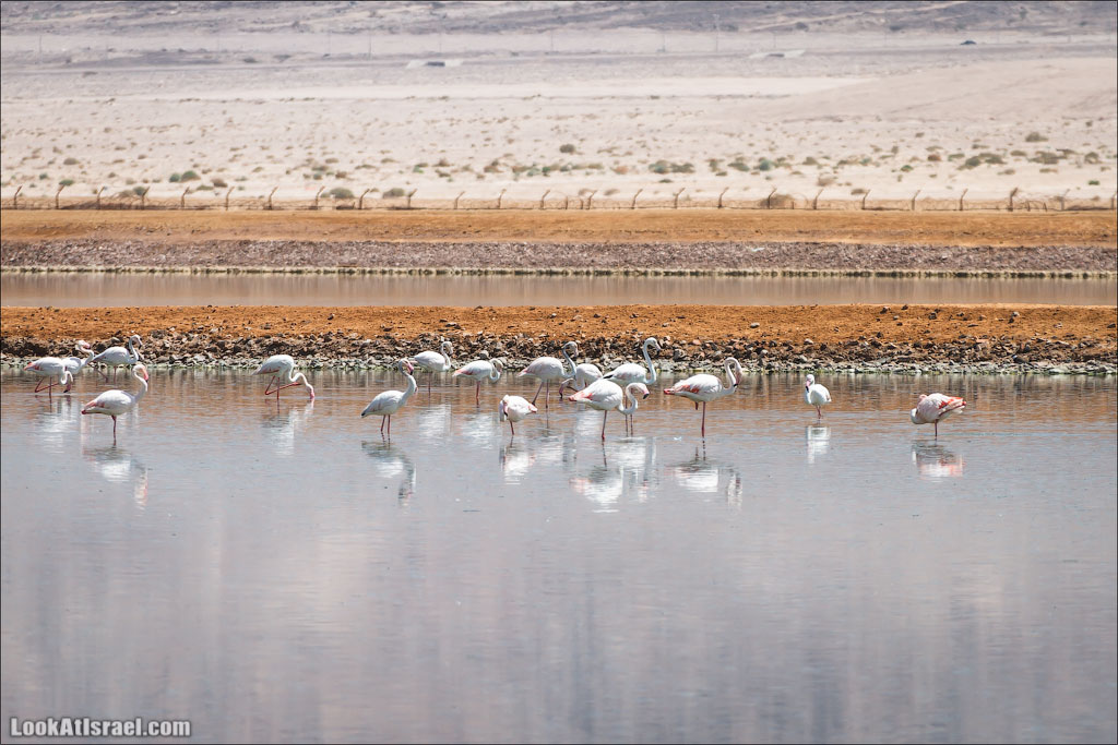 Озера с Фламинго | LookAtIsrael.com: Фото-блог о путешествиях по Израилю. Тель Авив, Иерусалим, Хайфа 