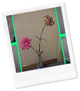 flowers(2)