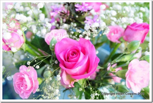 Pink roses 3