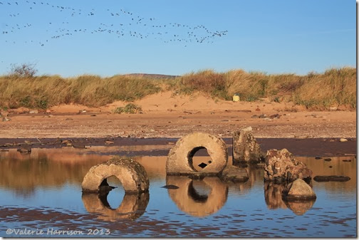 47-geese-and-reflections