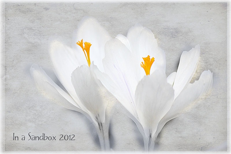 [white%2520crocus%2520with%2520textures%2520for%2520web%255B4%255D.jpg]