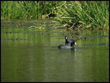 kayaking the Ichtucknee 092