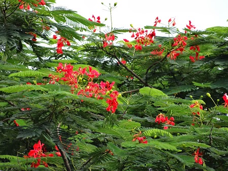 Flori exotice din Thailanda
