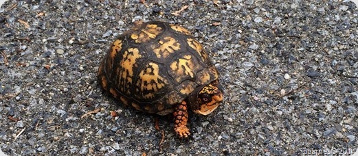 June 27 turtle