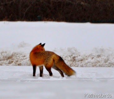 19. 1-11-15 red fox-kab