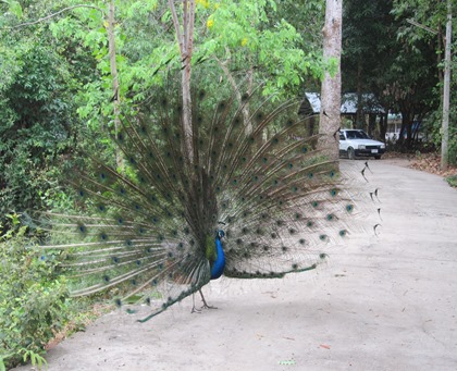 peacock at tample of rahan thailand