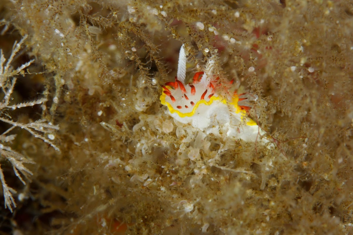 Nudibranch